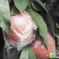 供应陕西超越毛桃等各种毛桃