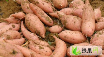 河北好红薯龙署九、138、紫薯：沃.田园 陈社长