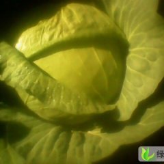 内蒙古松山京丰一号：大庙镇齐亚会