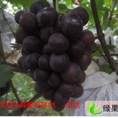 河北辛集巨峰葡萄：河北省段先生