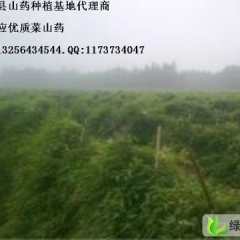 山东曹县优质菜山药 九斤黄