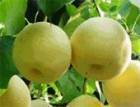 陕西蒲城酥梨大量上市