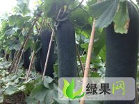 河南郸城子弹头黑皮冬瓜：钱店镇徐天朗