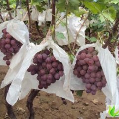 陕西大荔红提：两宜镇董晓斌