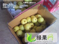 安徽砀山酥梨大量上市