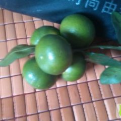 广西江南南丰蜜桔：海吉星黄