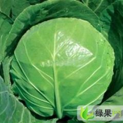 河北肥乡中甘系列：郝家堡杜先生