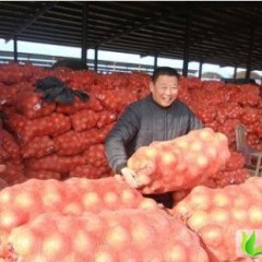 甘肃民勤黄皮洋葱：大坝乡方明天