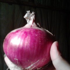 河北藁城红皮洋葱：南营镇邓亚帅