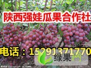 陕西大荔红提：大荔县张晓强