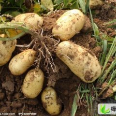 河北围场克新一号：朝阳湾司宏燕