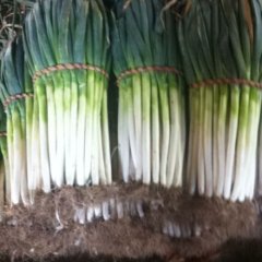 山东安丘铁杆大葱：金冢子李薛明