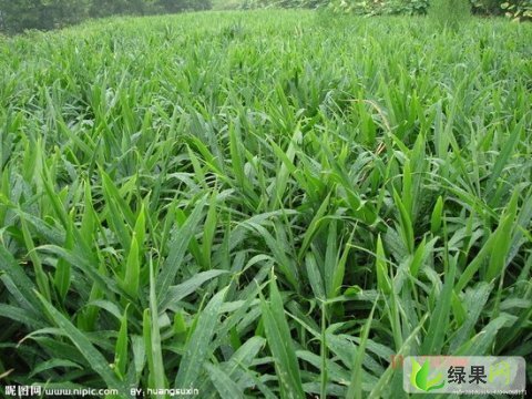 供应云南马关小黄姜都龙镇蔡竹林