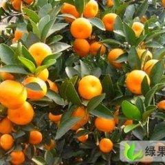 广西柳城蜜桔：纳乐韦海彬