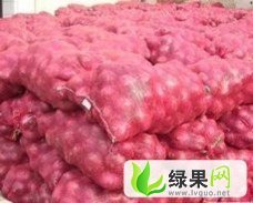 河北藁城蒜苗 大葱 洋葱：朱家宅邓亚帅