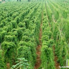 山东定陶鸡皮铁棍山药：陈集镇何先生