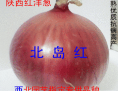 陕西岐山陕西红洋葱种子：蔡家坡贾伟