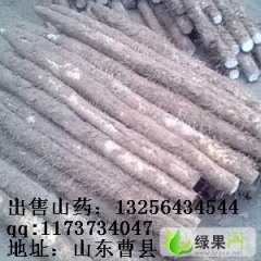 山东曹县铁棍山药：仵楼乡李先生