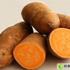 河北灵寿红薯553：东木佛柳进国