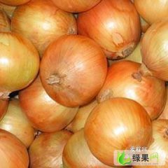 黑龙江宁安圆葱（卡木一）洋葱：石岩镇屈传忠