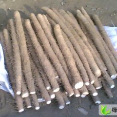 河北清苑麻山药：申庄西瓜大王