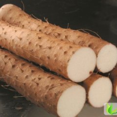 河南沈丘九斤黄山药：北城乡赵健