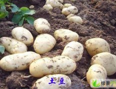 黑龙江呼兰尤金885土豆：白奎镇崔女士