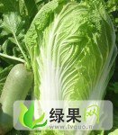 湖北宜城供应娃娃菜：男和刘先生