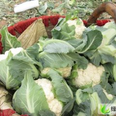 陕西泾阳雪宝：云阳镇程先生