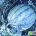 内蒙古鄂温克族新红宝：巴彦农张明