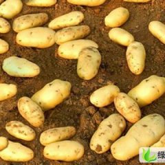 河北围场克新一号：广发永万红玉