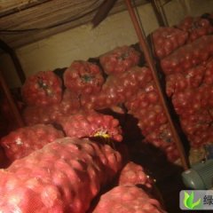 山东惠民红皮洋葱：大年陈张继超