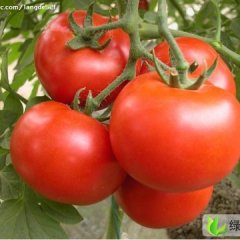 山东临淄金鹏：皇城镇邵连喜