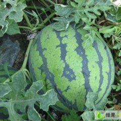 黑龙江宁安京欣：上赊里季长亮