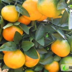 寻乌蜜橘普早大量上市了