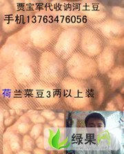 黑龙江讷河荷兰黄皮黄肉菜豆：同义镇贾宝军