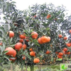 四川蒲江杂橘：大塘镇徐凤侣