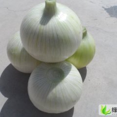 新疆焉耆白皮洋葱：七个星徐建山