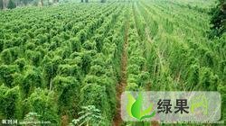 山东临清细毛山药：新华办齐经理