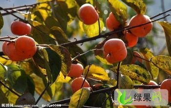 陕西大荔7月黄柿子：范家镇张百强