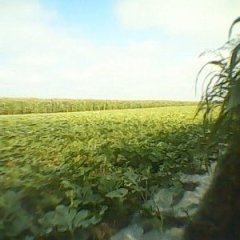 黑龙江富锦新红宝：继承村陶发强