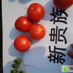 安徽蜀山以色列西红柿：长江西王信龙