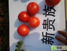 安徽蜀山以色列西红柿：长江西王信龙