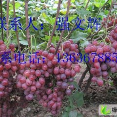 陕西临渭红提：下吉镇强文辉