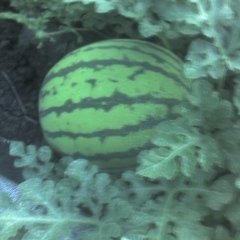 黑龙江富锦地雷瓜：继承陶发加