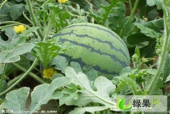 黑龙江富锦地雷瓜：长安镇刘先生