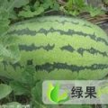 内蒙古赤峰市西瓜大量上市了