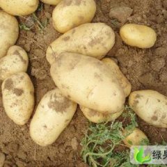 山东肥城荷兰十五：专业代办。为你服务