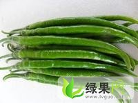 山东费县砀椒三号线椒：薛庄镇胜良德元蔬菜交易中心