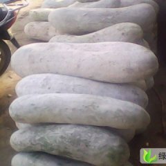 河南尉氏白皮大冬瓜：永兴镇